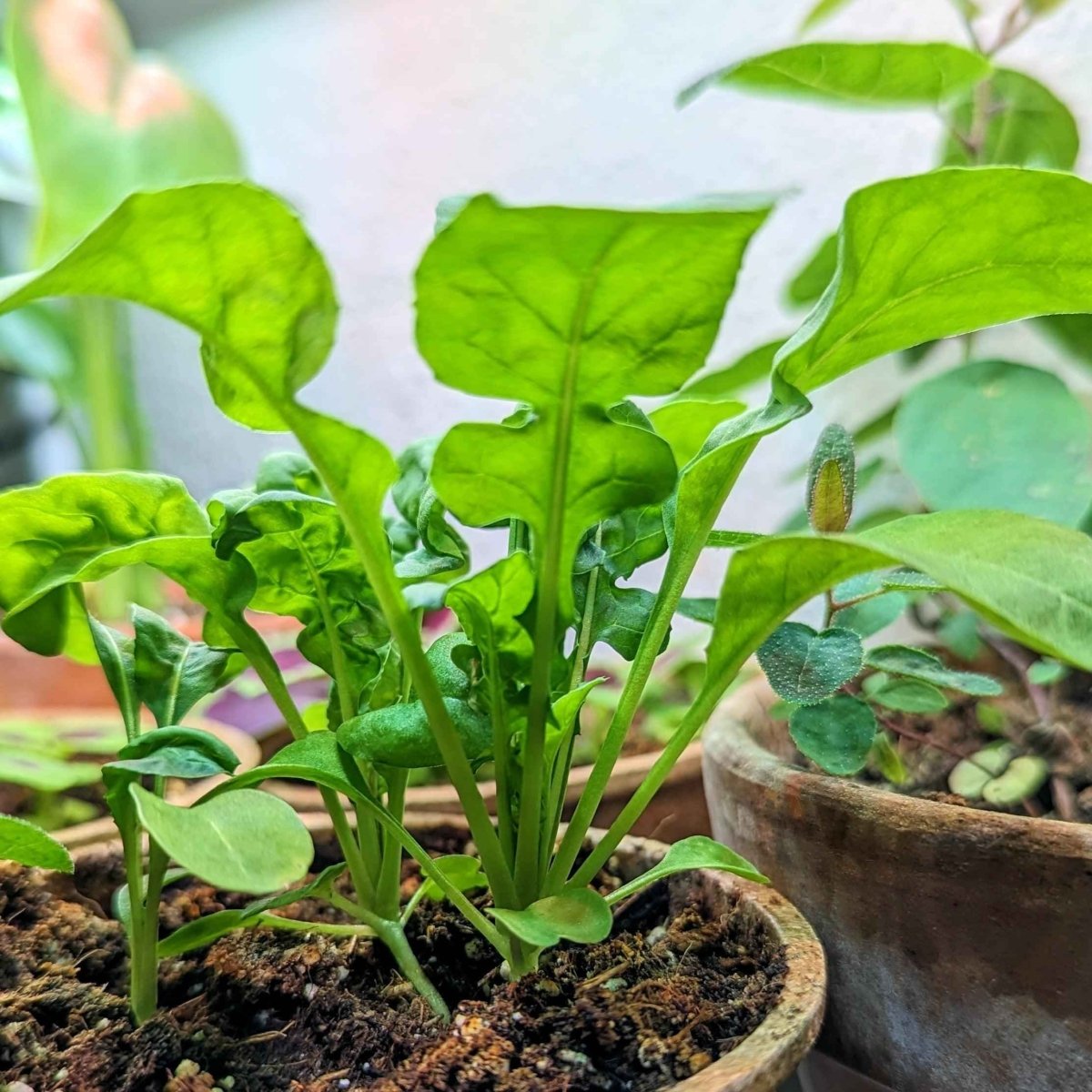Organic Arugula Seeds Plantflix
