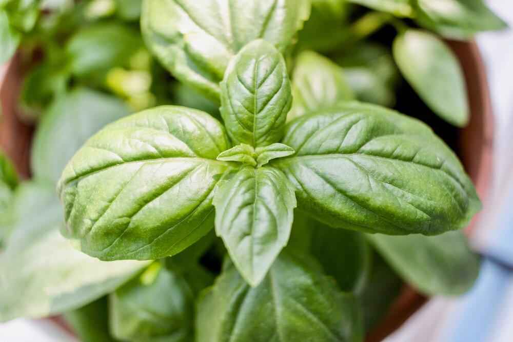 Organic Basil Seeds Plantflix