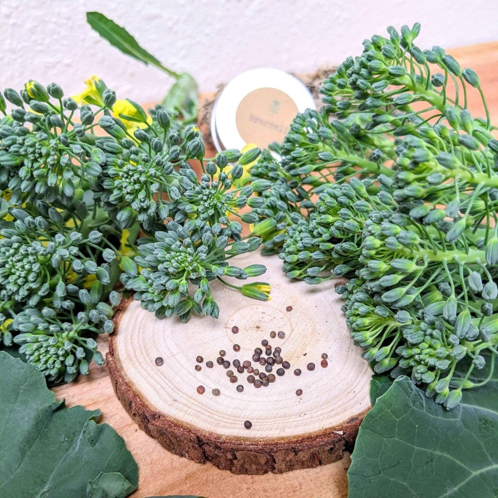 Organic Broccoli Seeds Plantflix