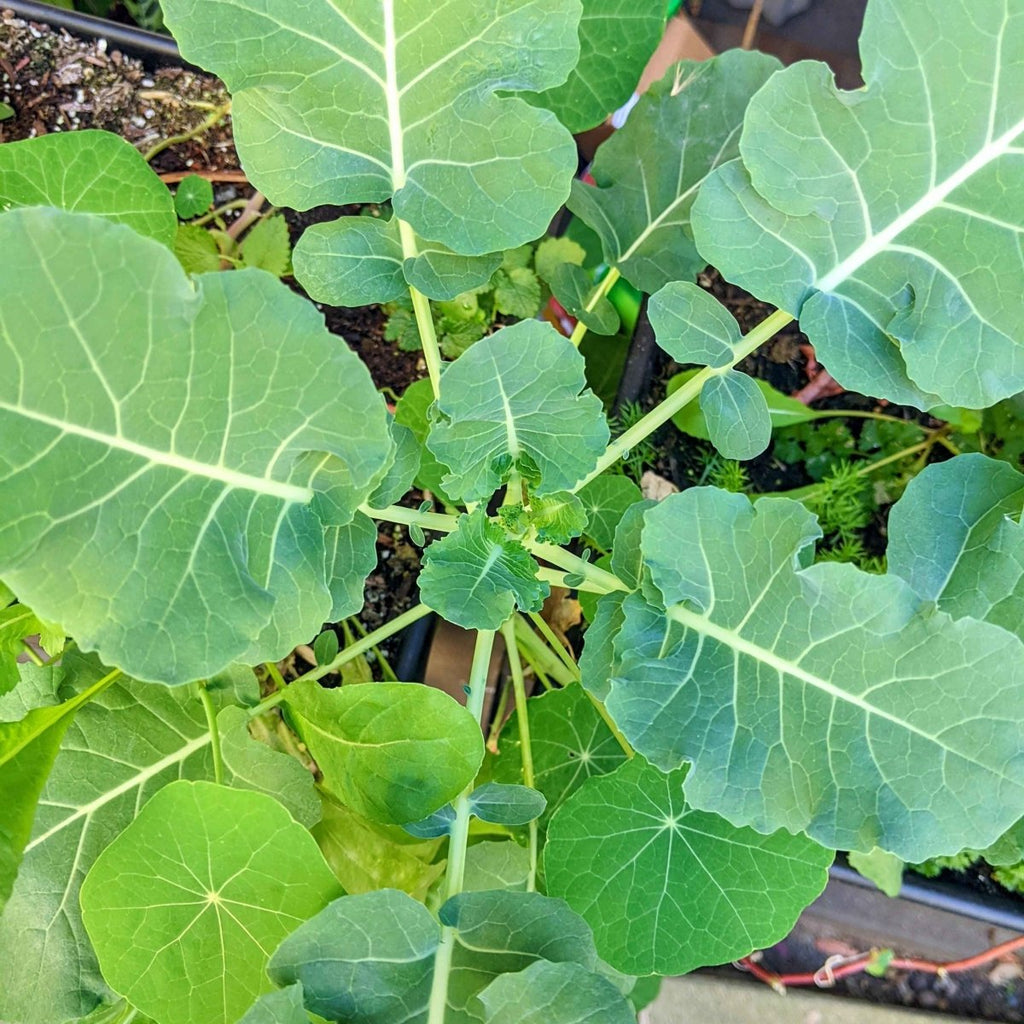 Organic Broccoli Seeds Plantflix