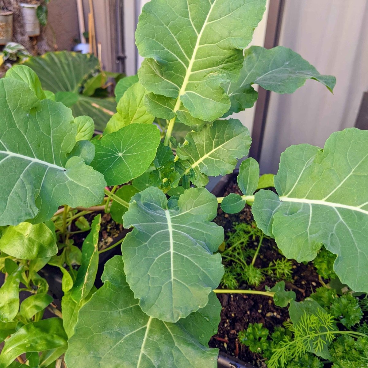 Organic Broccoli Seeds Plantflix