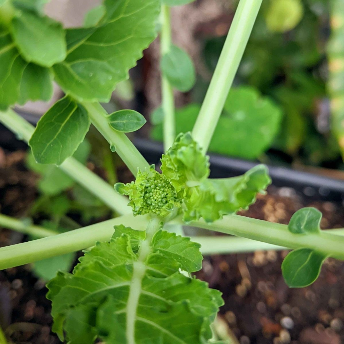 Organic Broccoli Seeds Plantflix