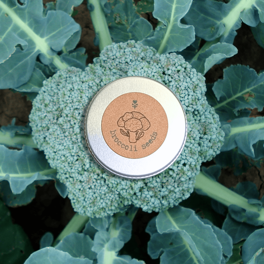 Organic Broccoli Seeds Plantflix