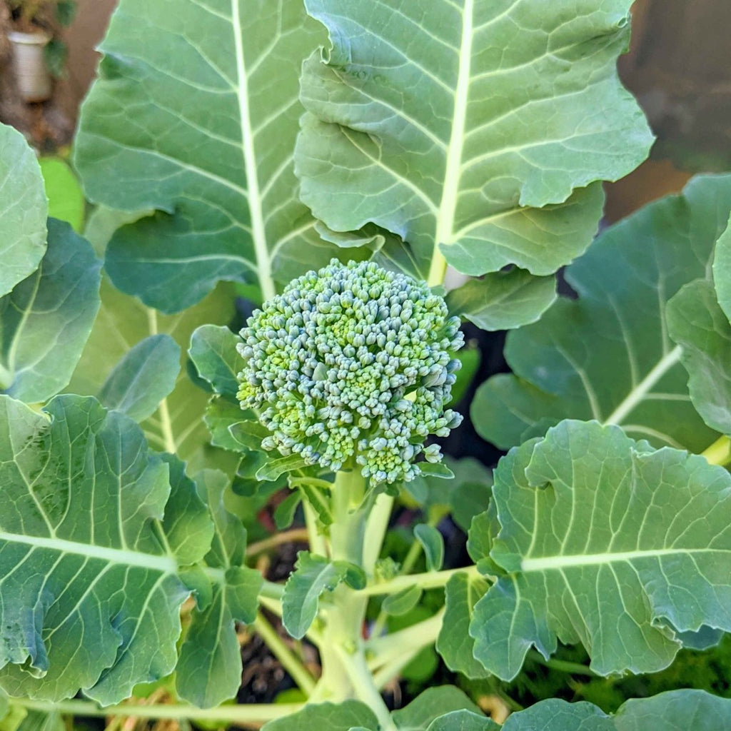 Organic Broccoli Seeds Plantflix