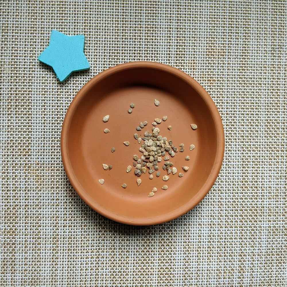 Organic Cherry Tomato Seeds Plantflix