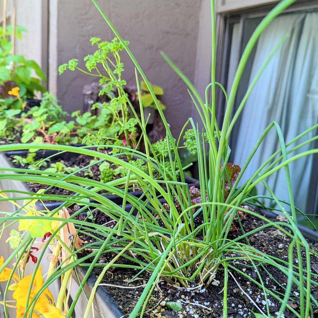 Organic Chives Seeds Plantflix