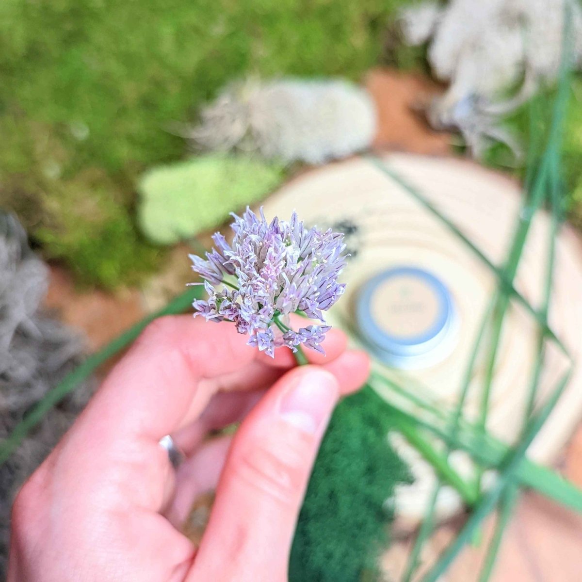 Organic Chives Seeds Plantflix