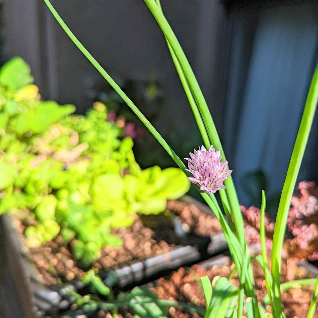 Organic Chives Seeds Plantflix