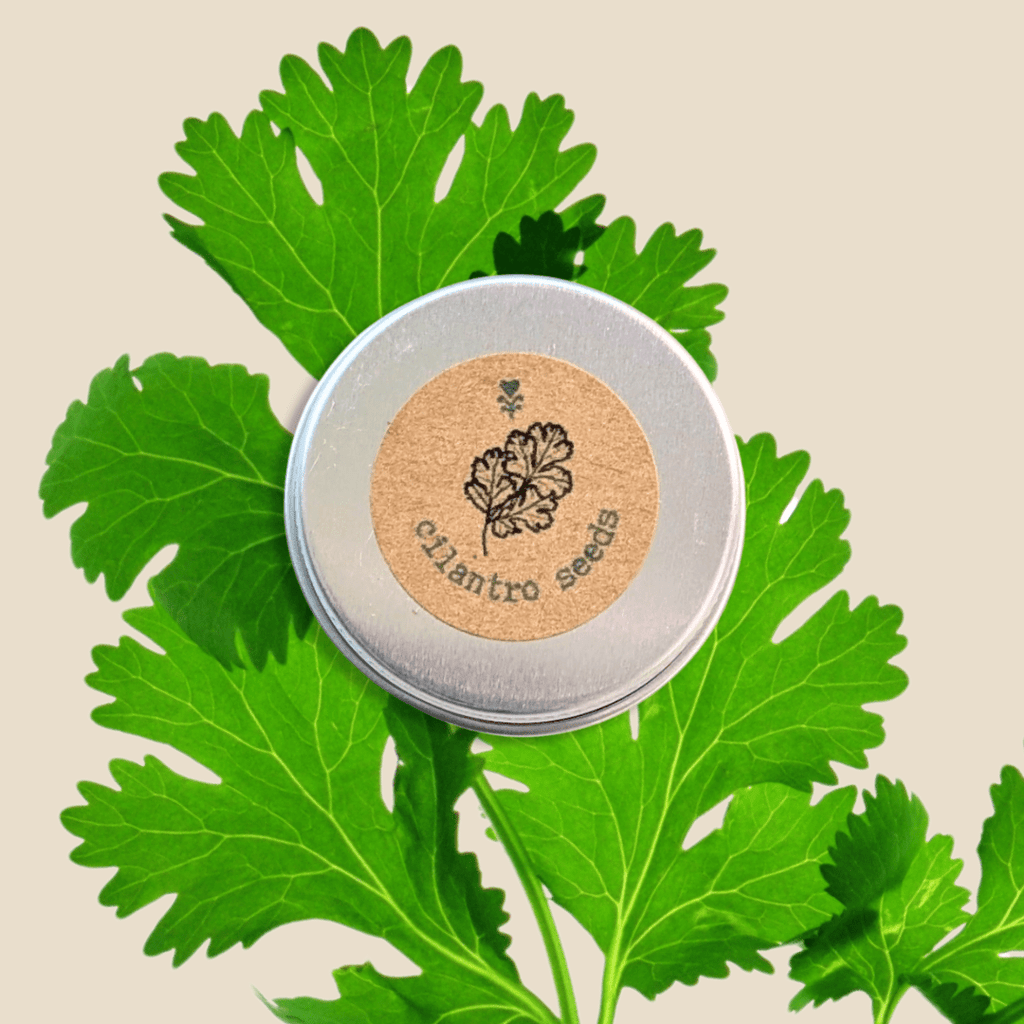 Organic Cilantro Seeds Plantflix