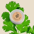 Organic Cilantro Seeds Plantflix