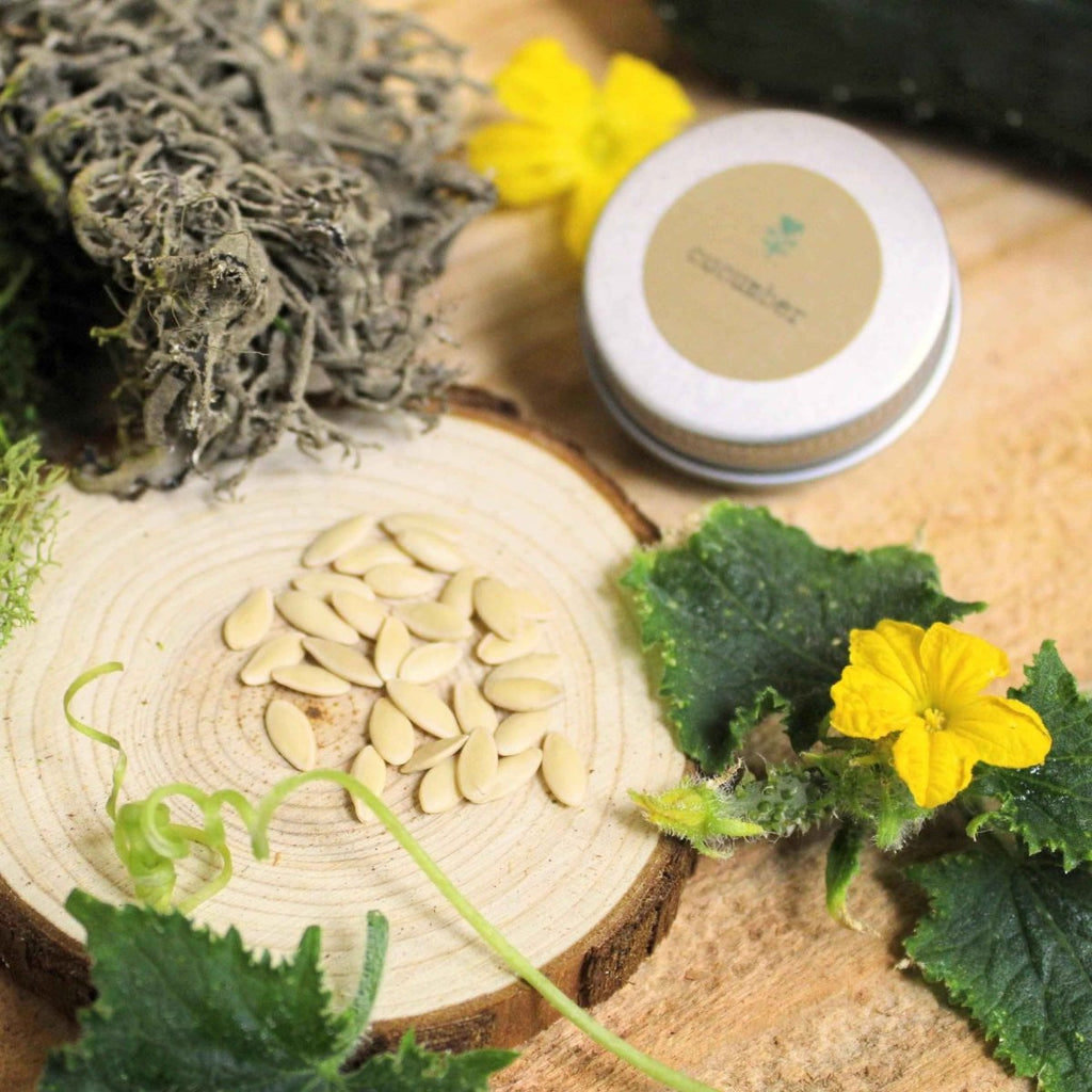 Organic Cucumber Seeds Plantflix