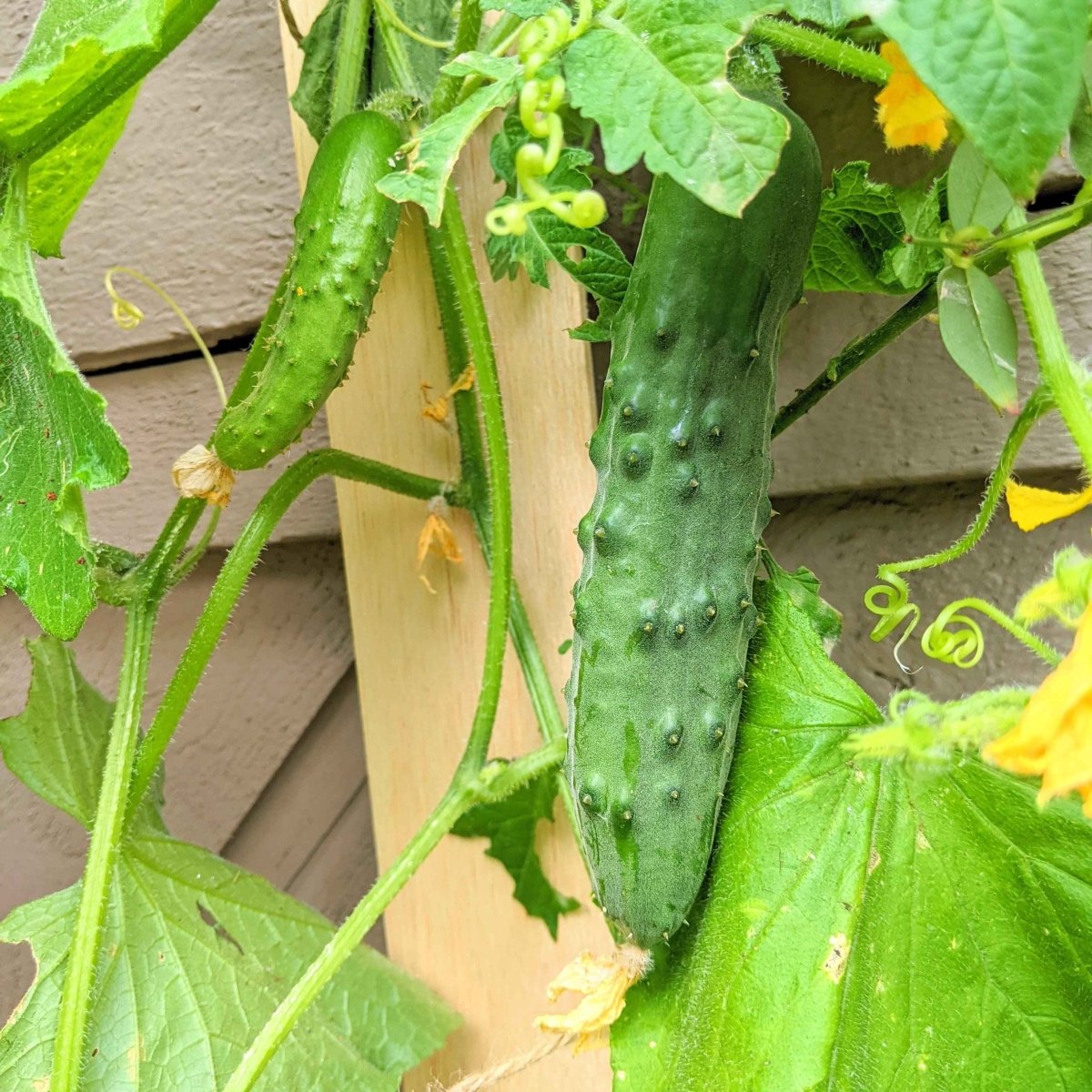 Organic Cucumber Seeds Plantflix