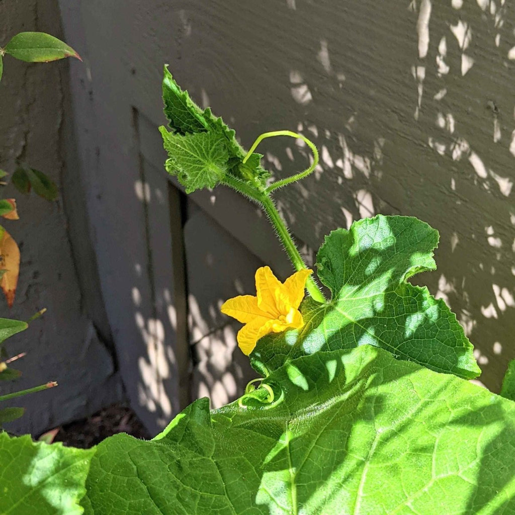 Organic Cucumber Seeds Plantflix