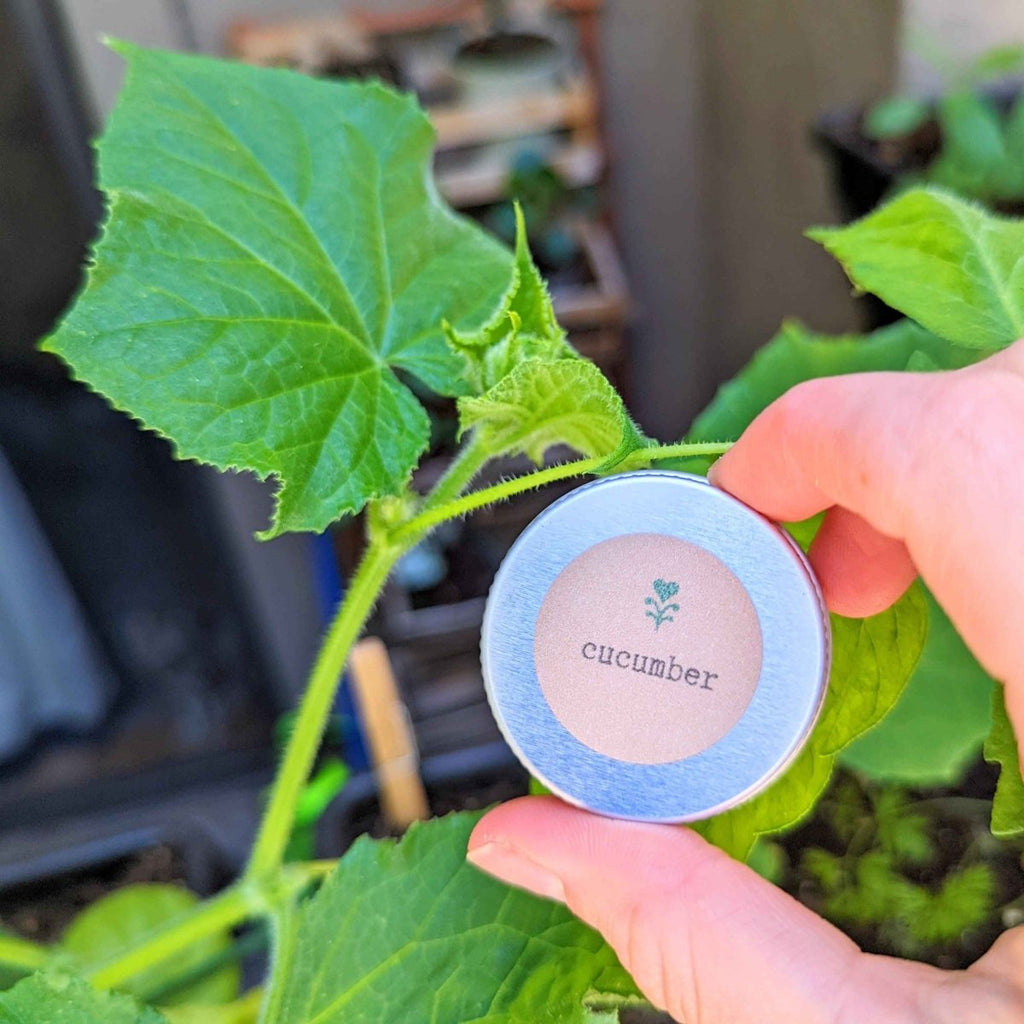 Organic Cucumber Seeds Plantflix