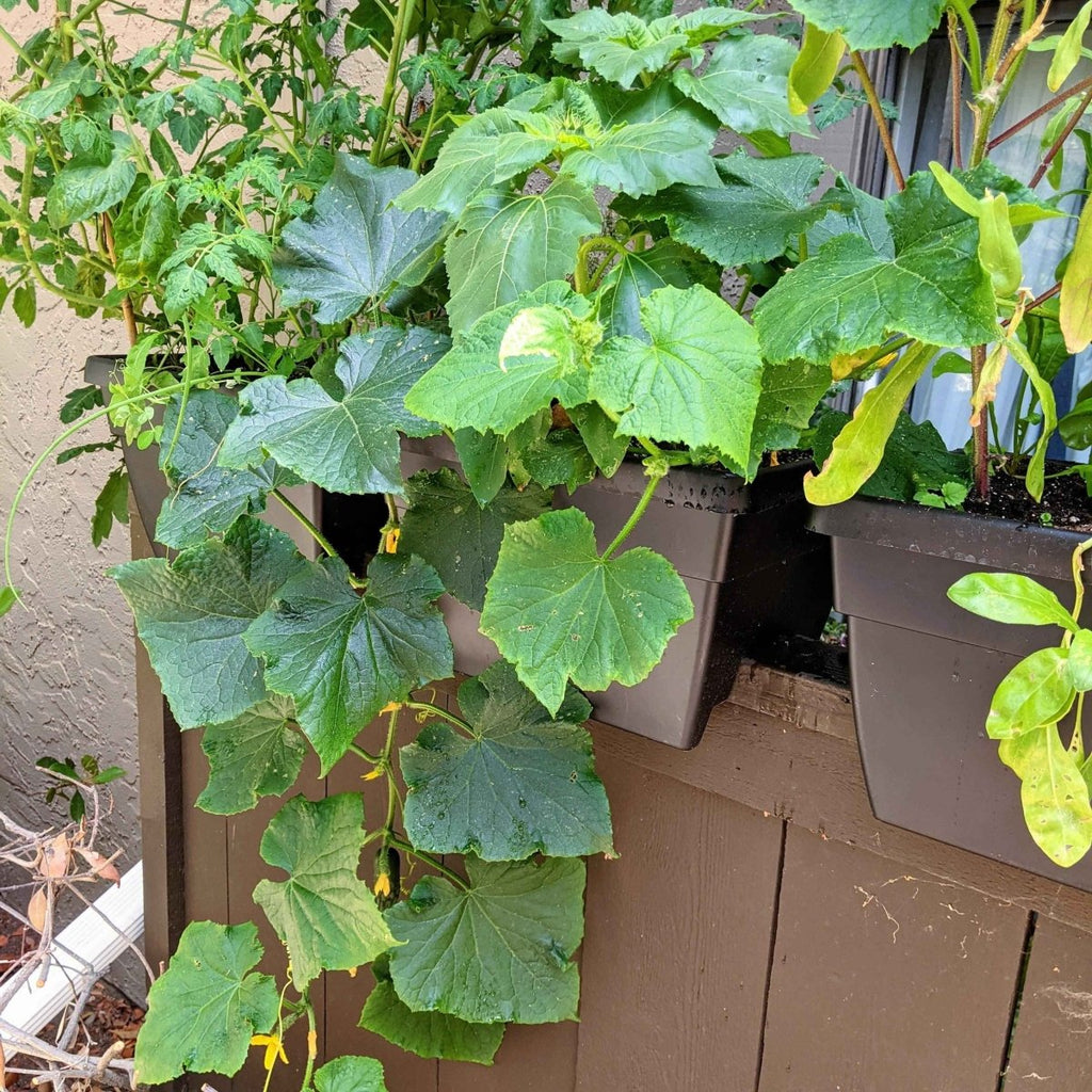 Organic Cucumber Seeds Plantflix