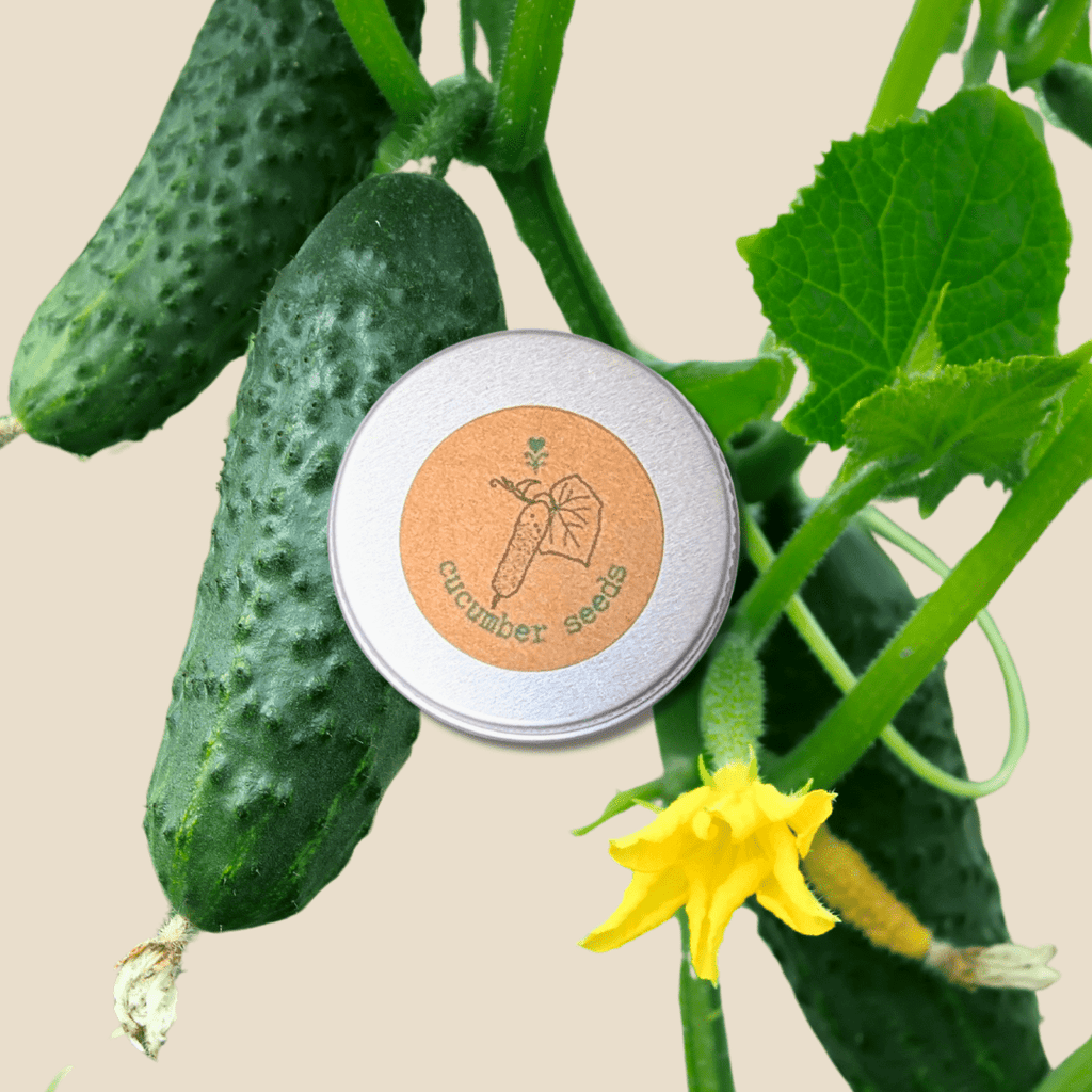 Organic Cucumber Seeds Plantflix