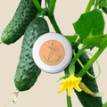 Organic Cucumber Seeds Plantflix