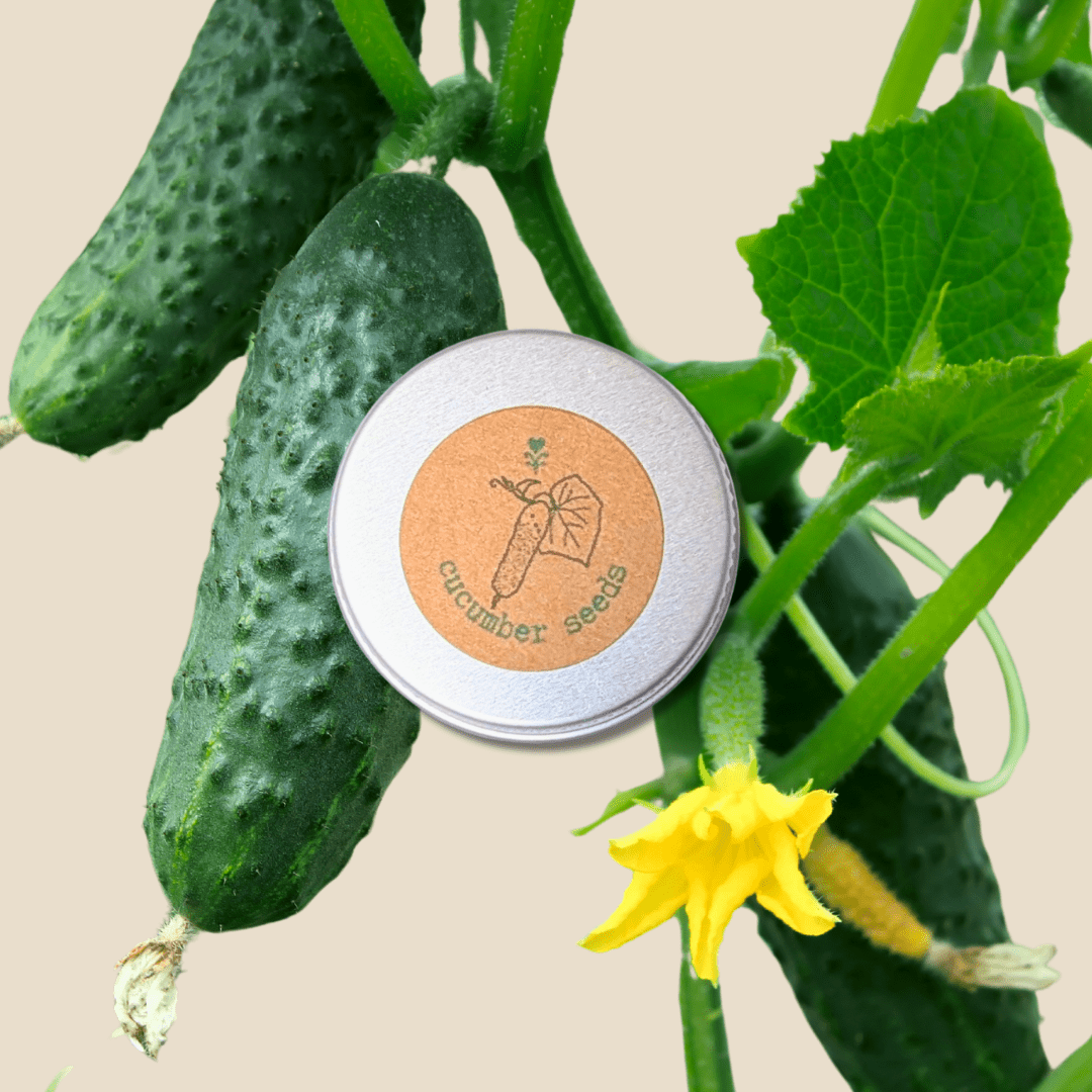 Organic Cucumber Seeds Plantflix
