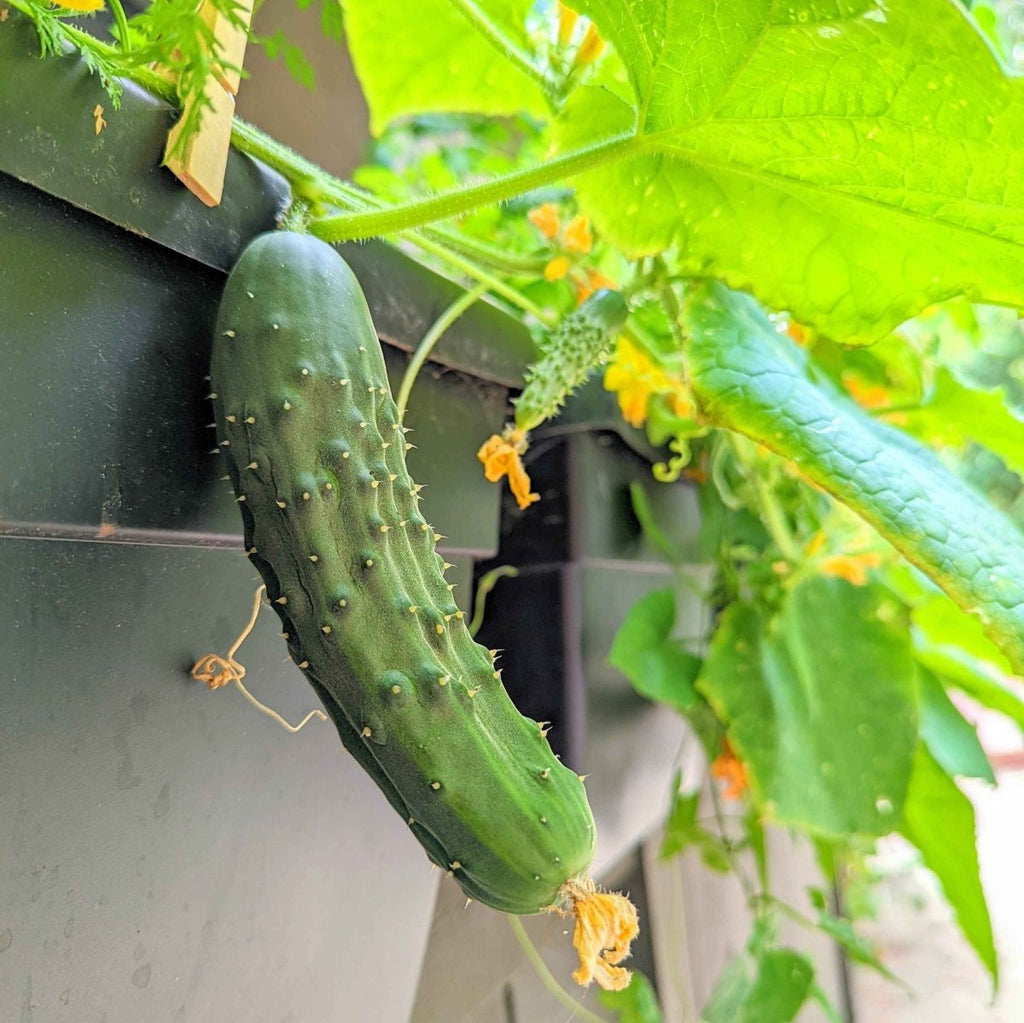 Organic Cucumber Seeds Plantflix