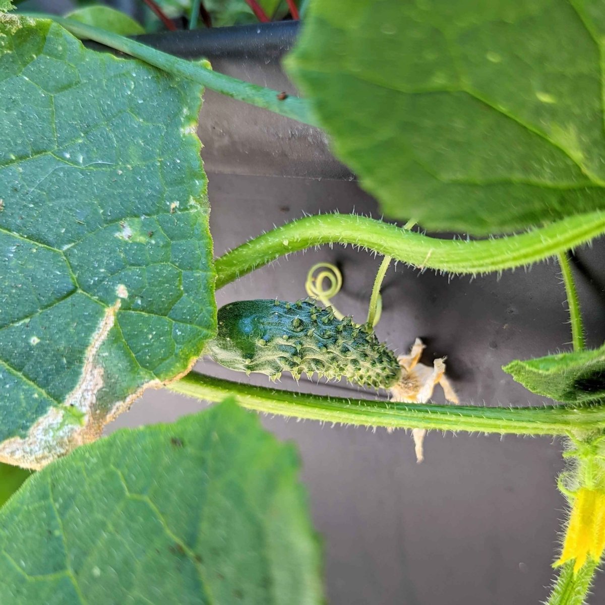 Organic Cucumber Seeds Plantflix