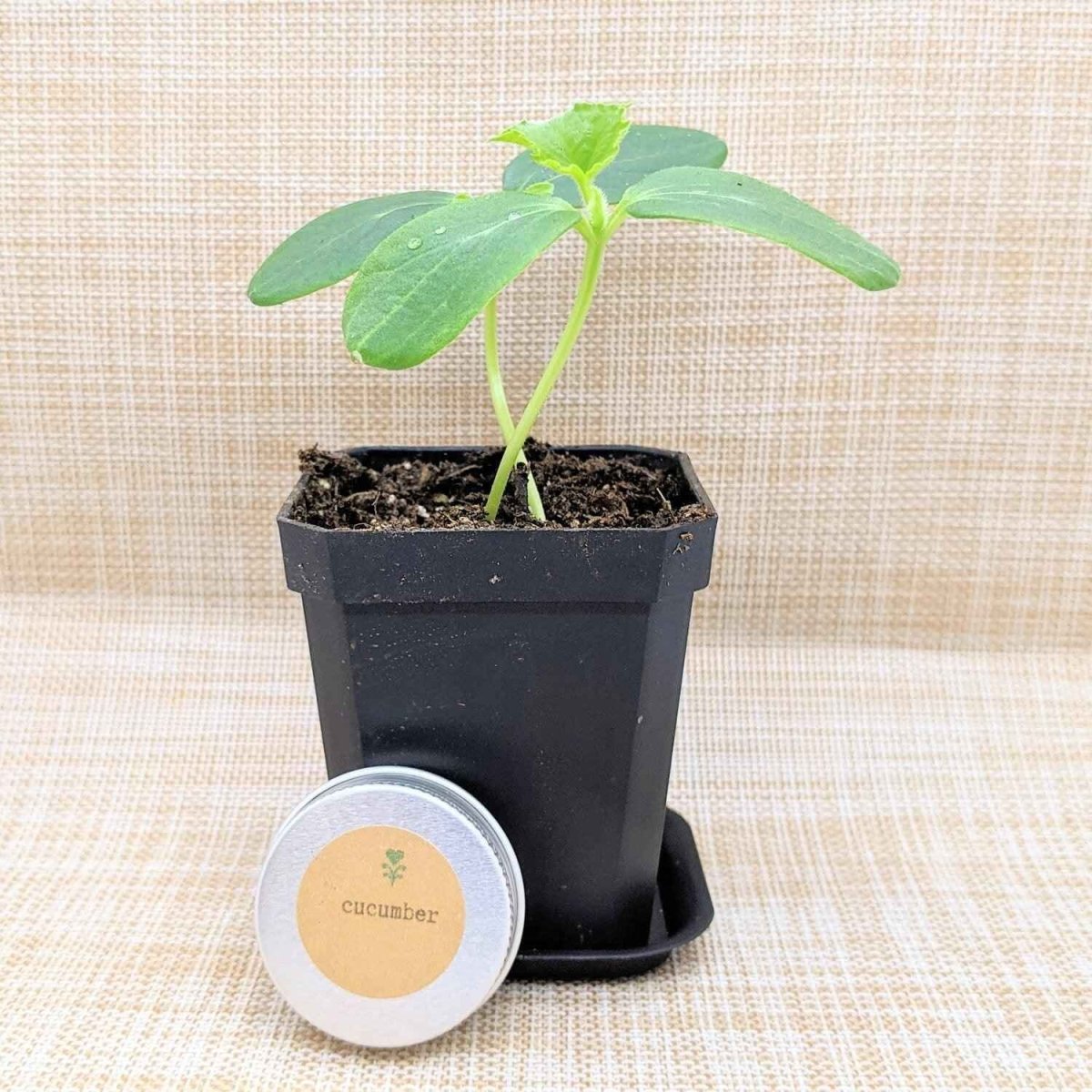 Organic Cucumber Seeds Plantflix