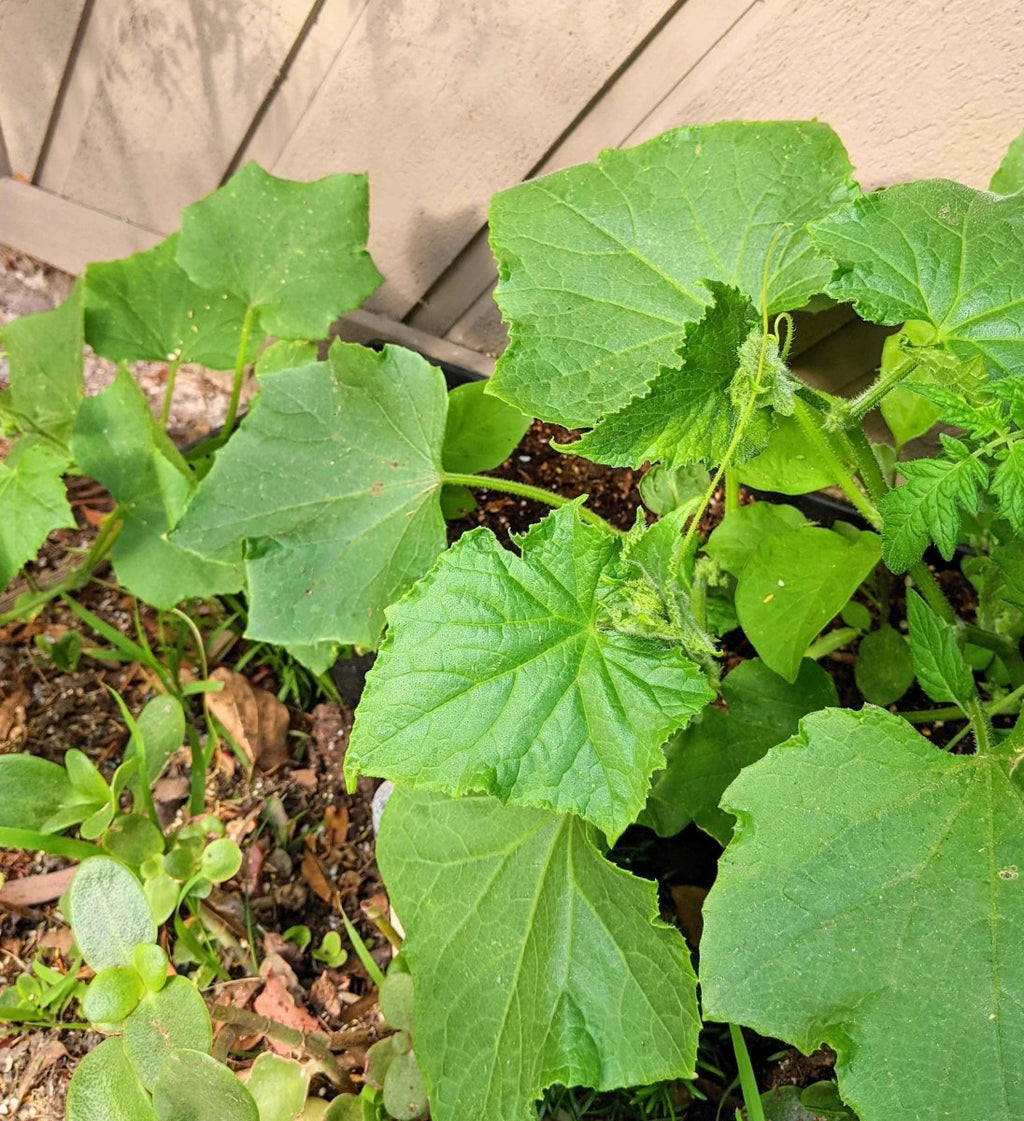 Organic Cucumber Seeds Plantflix