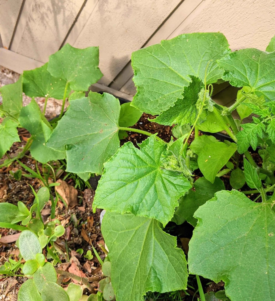 Organic Cucumber Seeds Plantflix