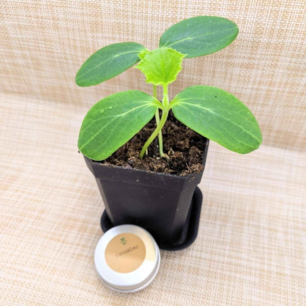 Organic Cucumber Seeds Plantflix