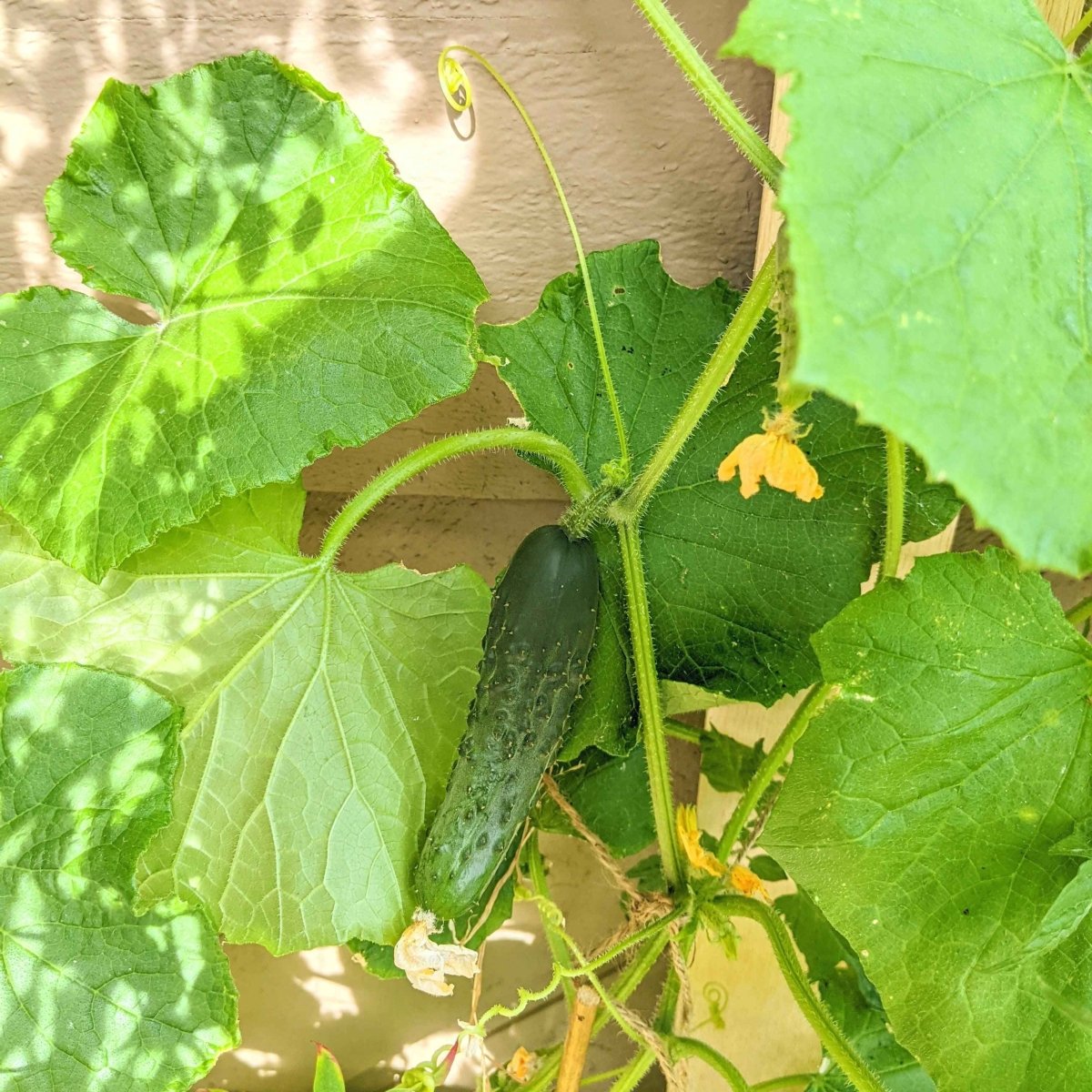 Organic Cucumber Seeds Plantflix