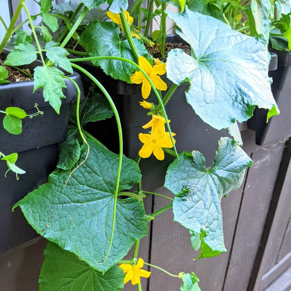Organic Cucumber Seeds Plantflix