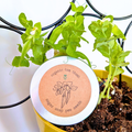 Organic Dwarf Sugar Snap Pea Seeds Plantflix