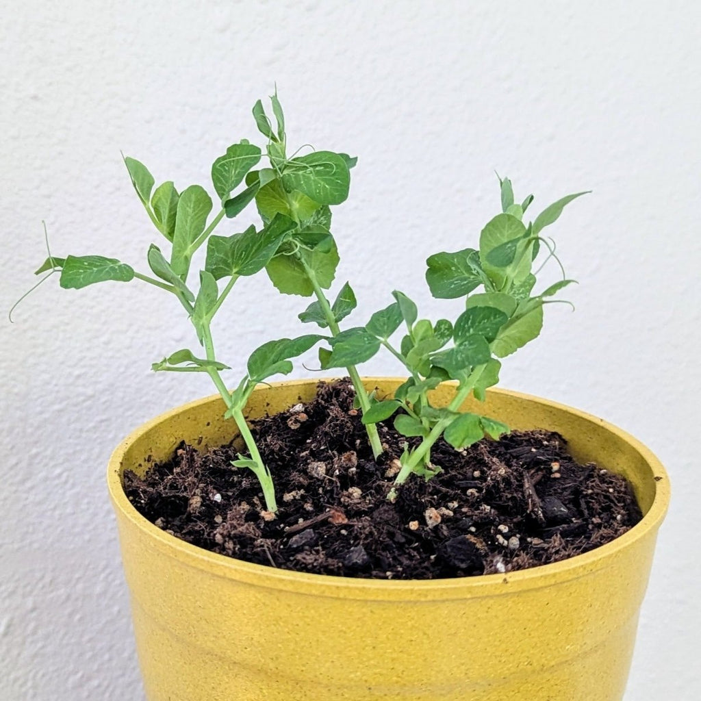 Organic Dwarf Sugar Snap Pea Seeds Plantflix