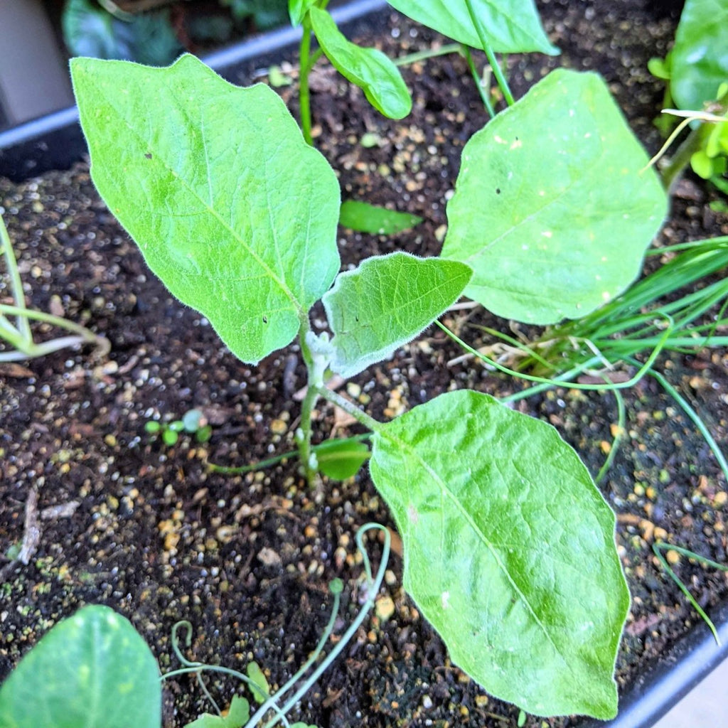 Organic Eggplant Seeds Plantflix