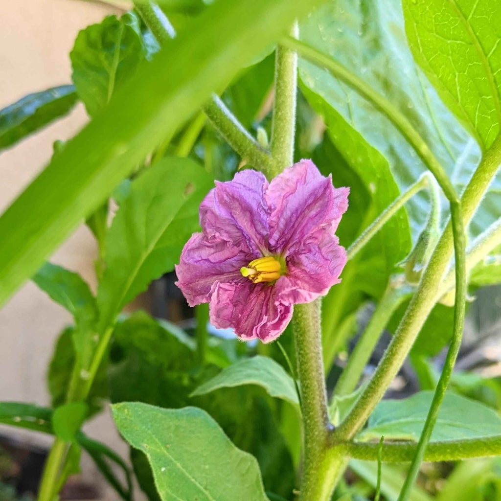 Organic Eggplant Seeds Plantflix