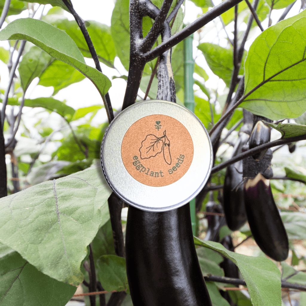 Organic Eggplant Seeds Plantflix