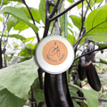 Organic Eggplant Seeds Plantflix