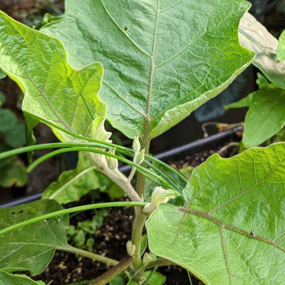 Organic Eggplant Seeds Plantflix