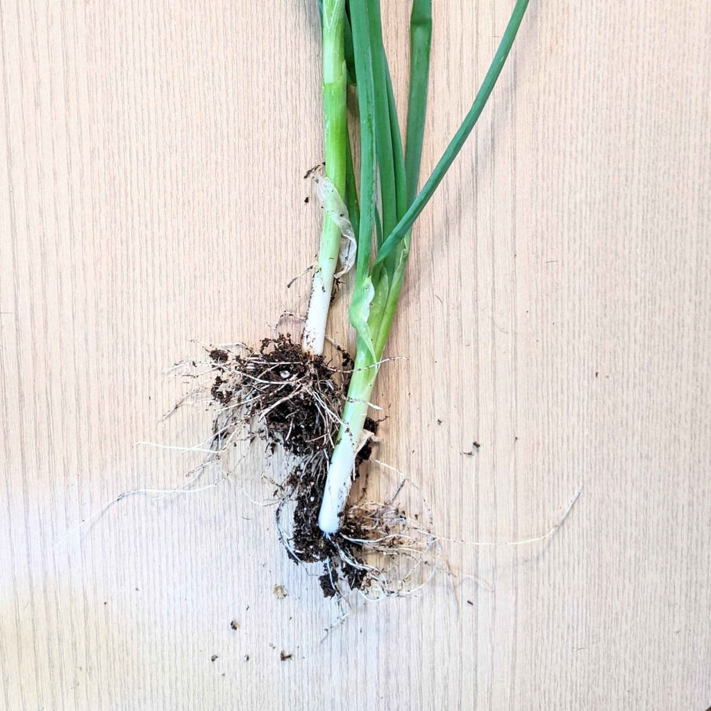 Organic Green Onion Seeds Plantflix
