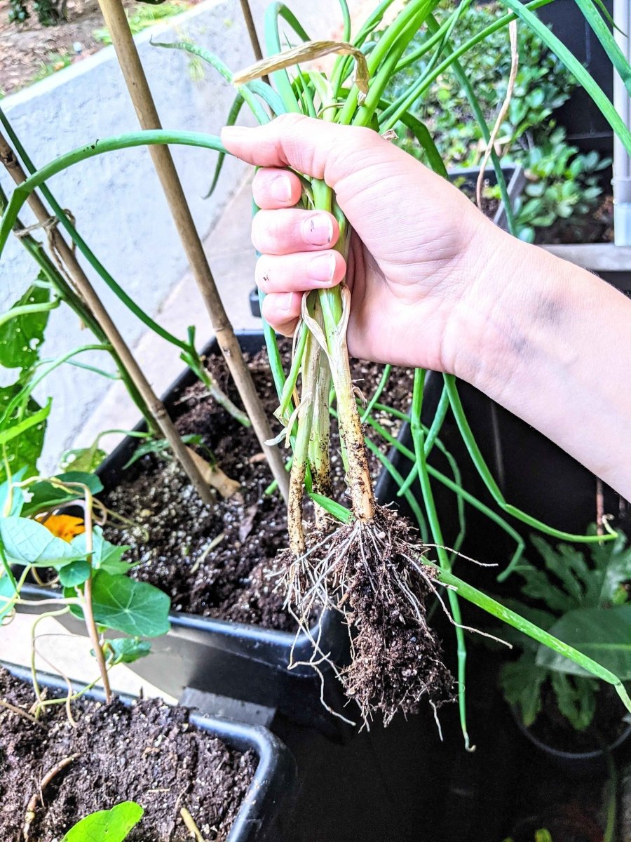 Organic Green Onion Seeds Plantflix