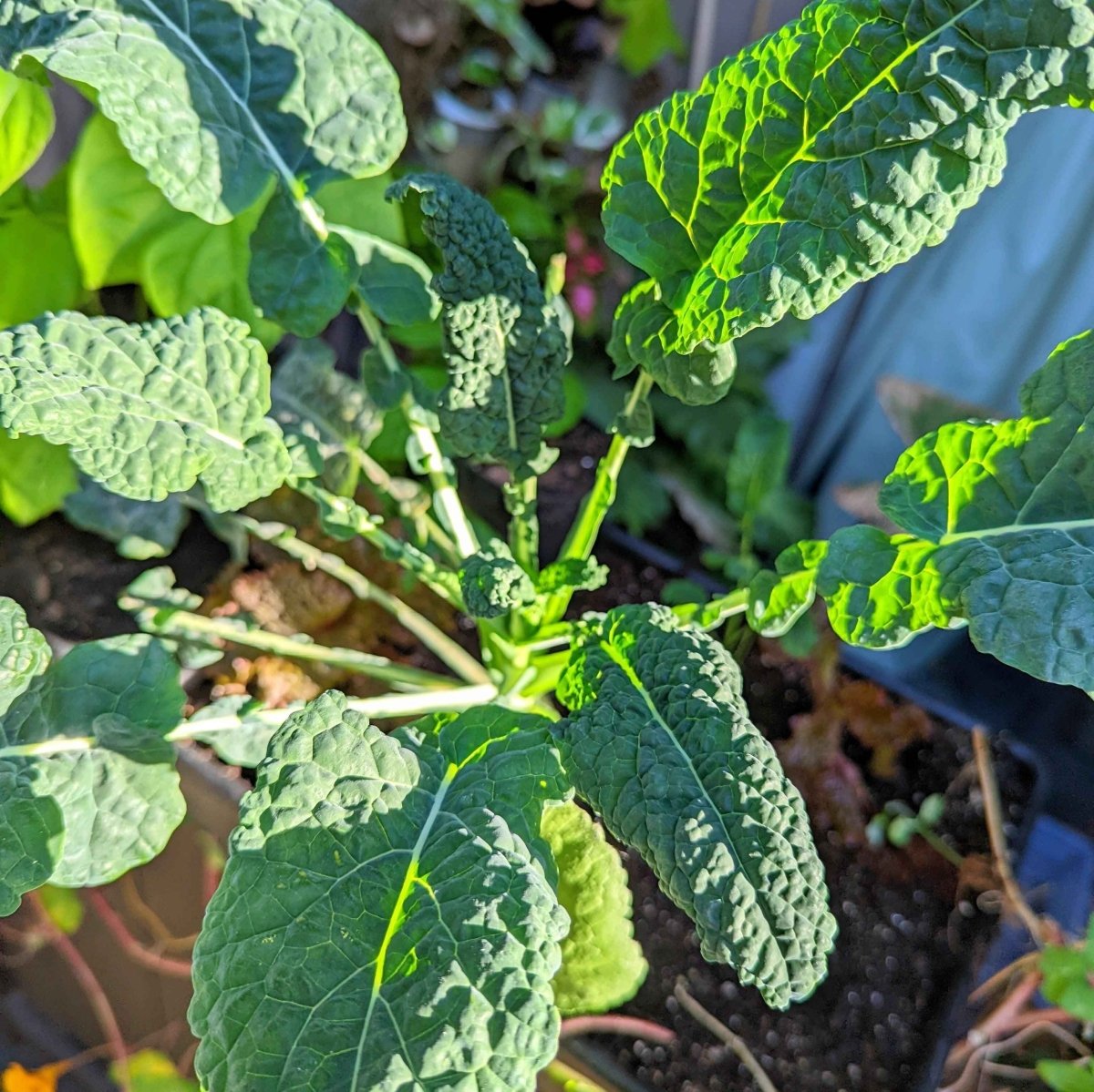 Organic Kale Seeds Plantflix