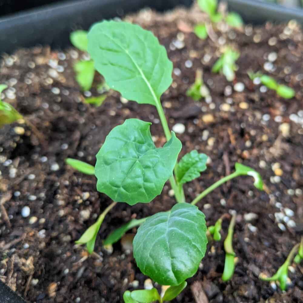Organic Kale Seeds Plantflix