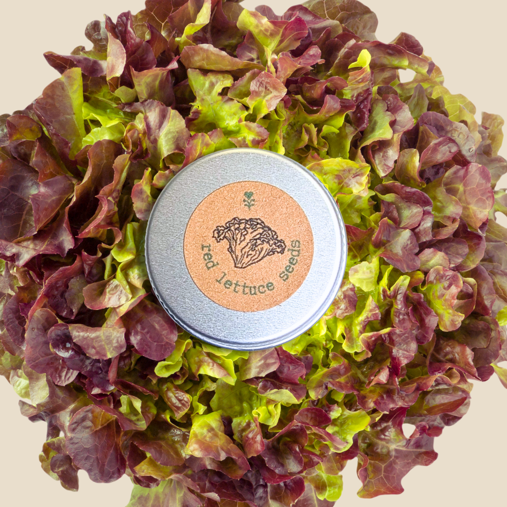 Organic Lettuce Lollo Rosso Seeds Plantflix