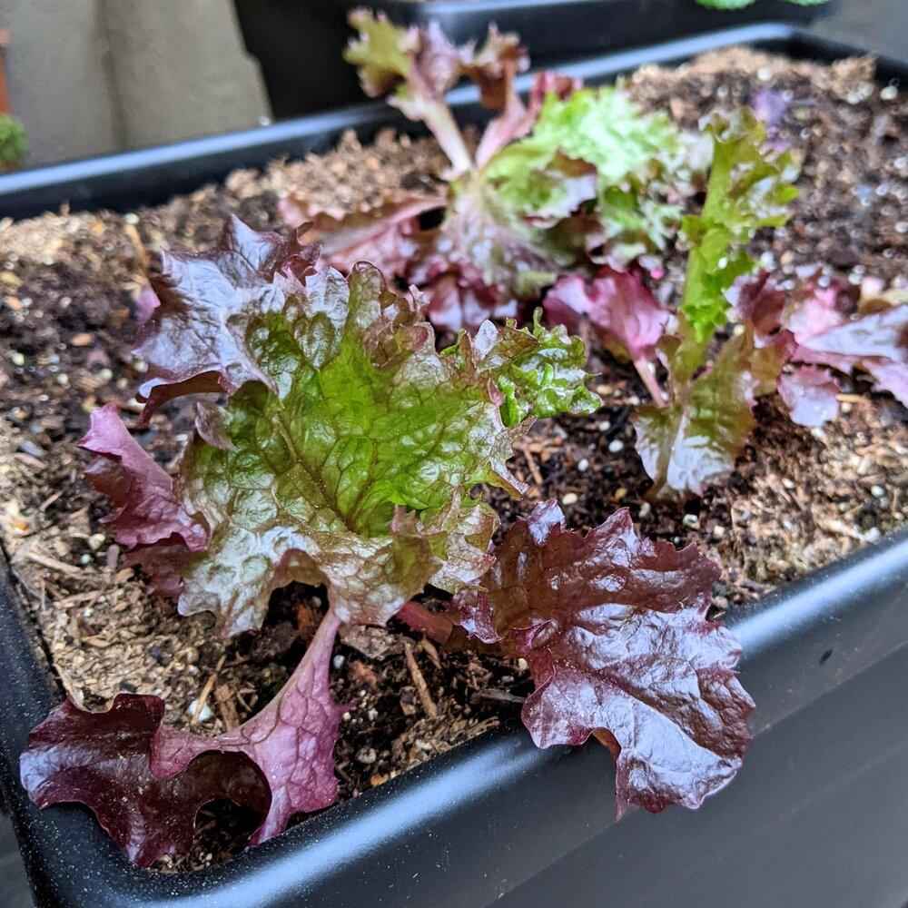 Organic Lettuce Lollo Rosso Seeds Plantflix