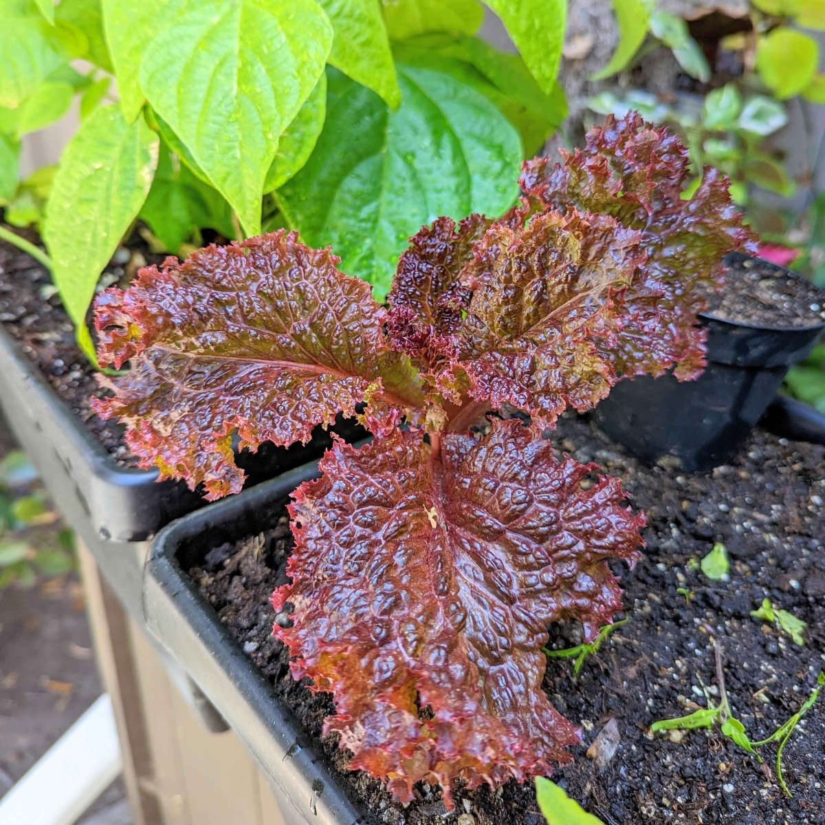 Organic Lettuce Lollo Rosso Seeds Plantflix