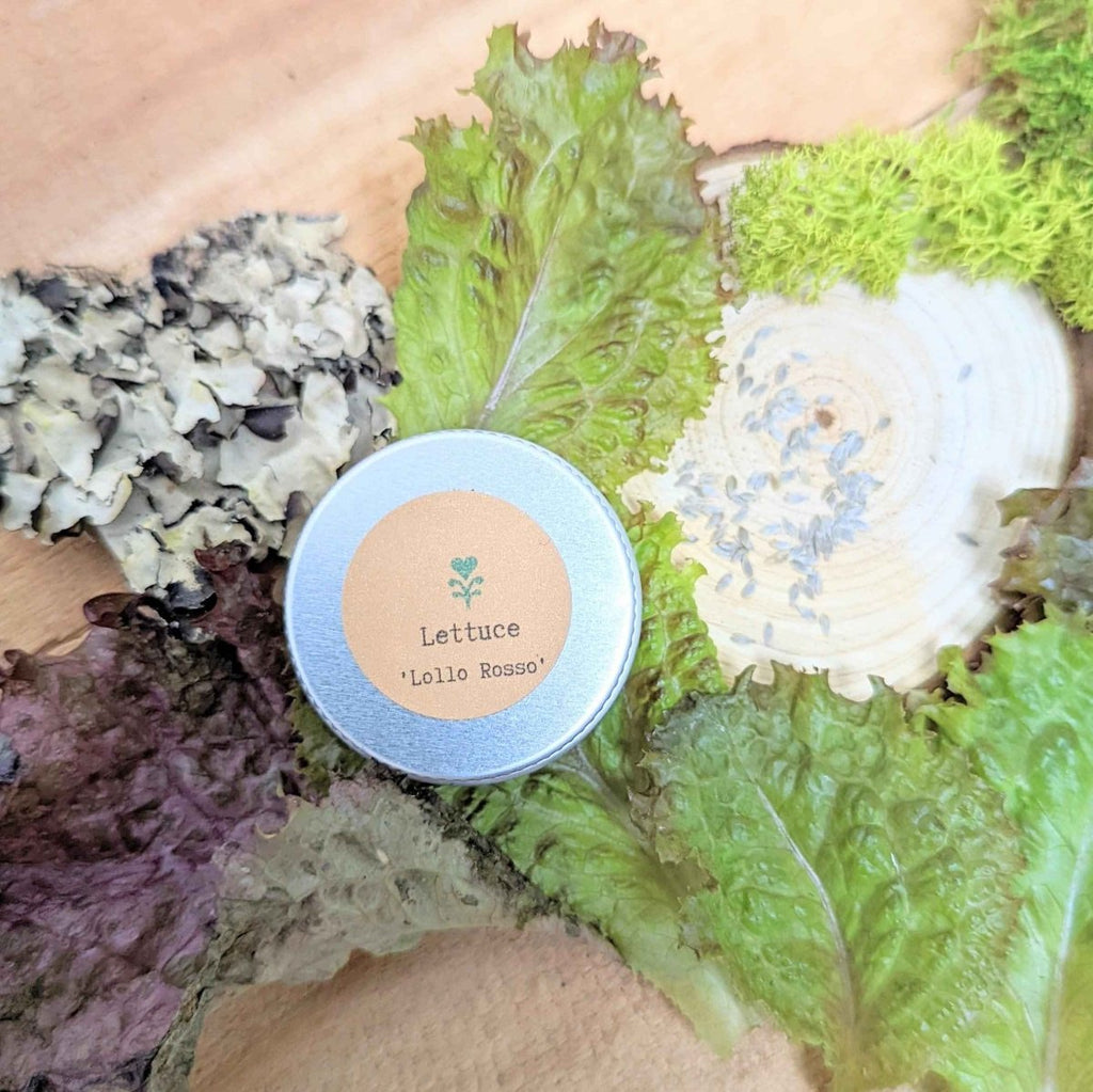 Organic Lettuce Lollo Rosso Seeds Plantflix