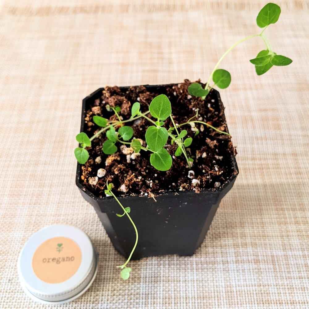 Organic Oregano Seeds Plantflix