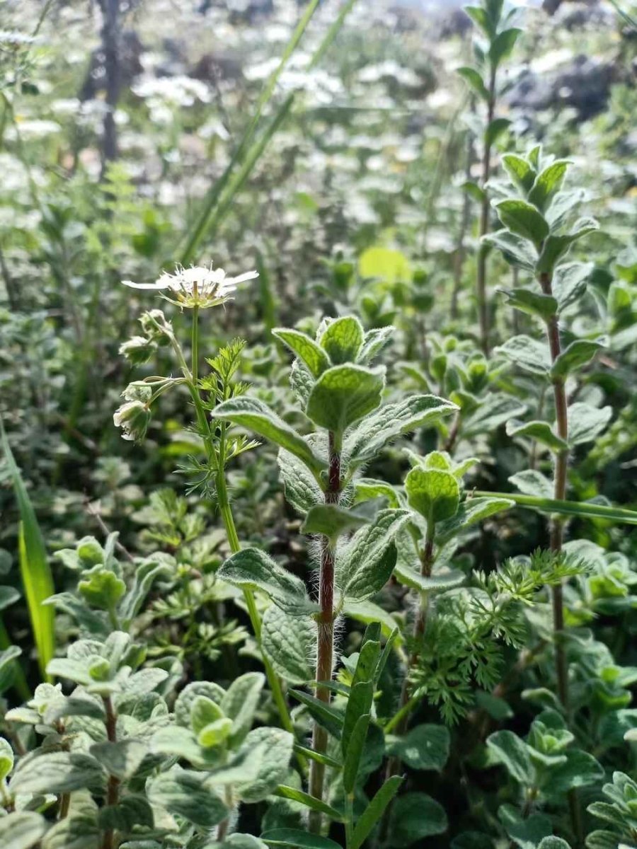 Organic Oregano Seeds Plantflix