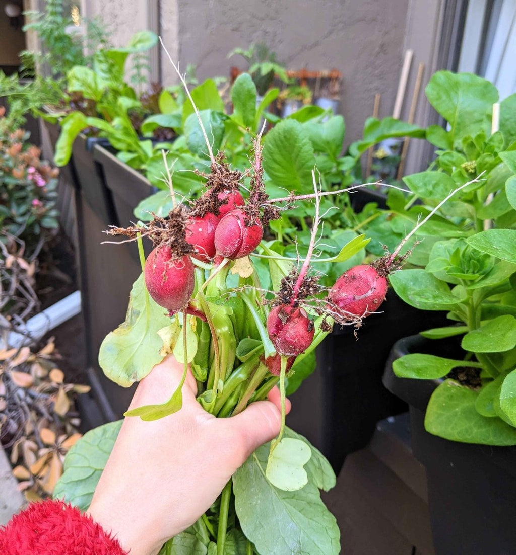 Organic Radish Seeds Plantflix