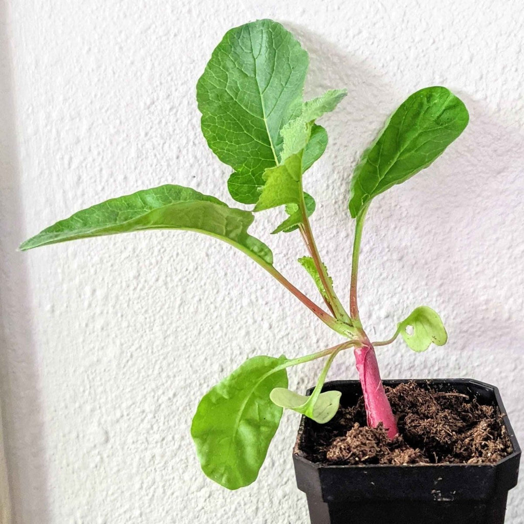 Organic Radish Seeds Plantflix