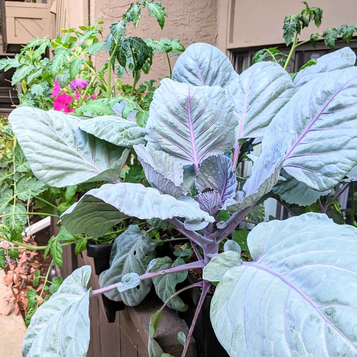Organic Red Cabbage Seeds Plantflix